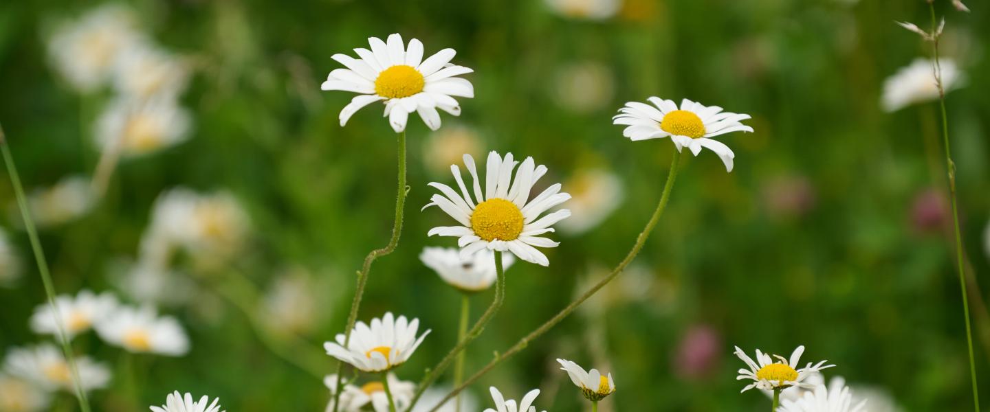 Daisies