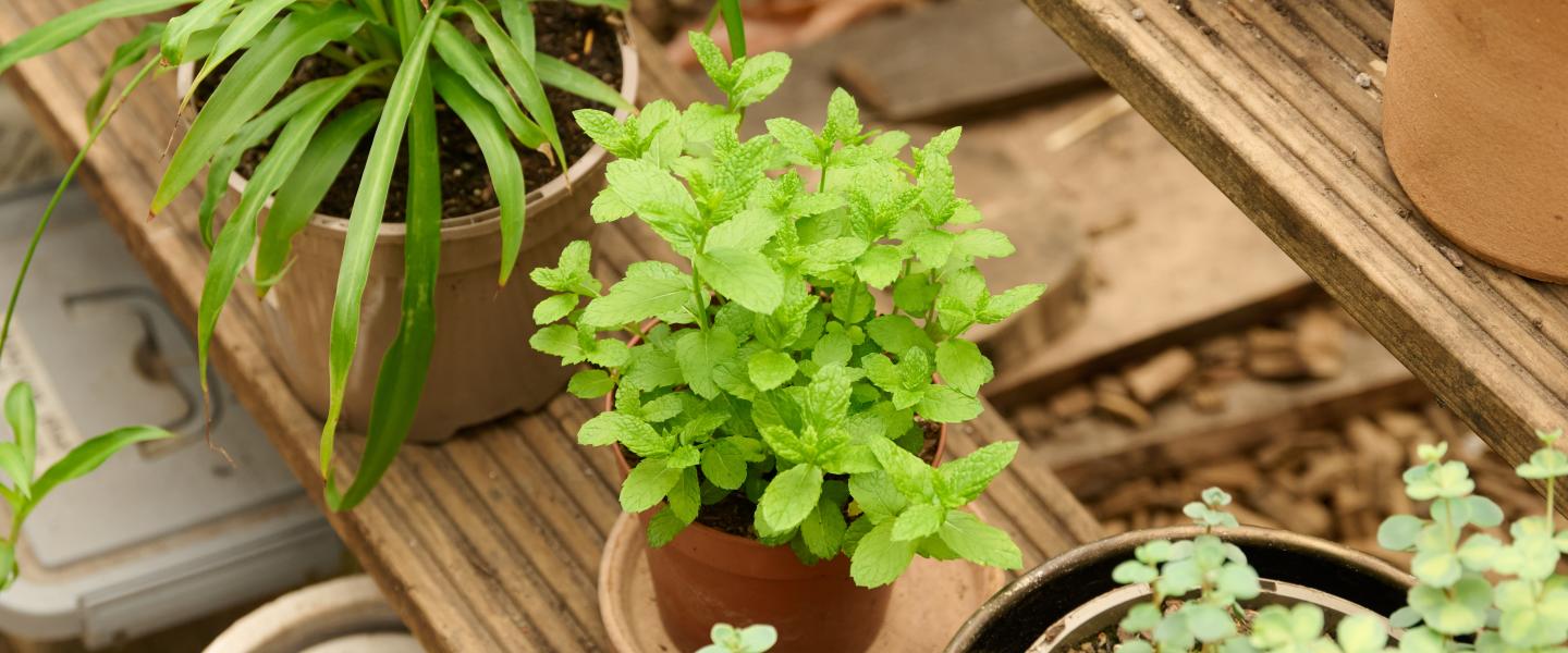 Plants in greenhouse
