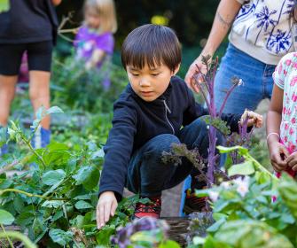 Primary Student gardening