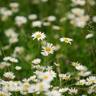 Daisies