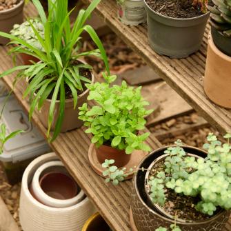 Plants in greenhouse