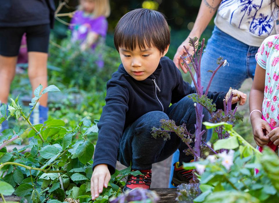 Primary Student gardening